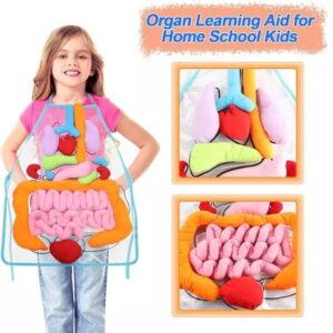 Delantal órganos del cuerpo humano - Imagen 5