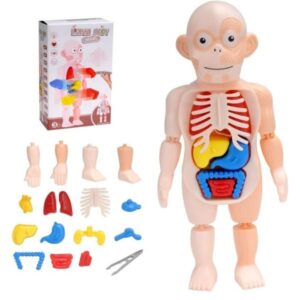 Juego anatomía del cuerpo humano