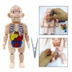 Juego anatomía del cuerpo humano - Imagen 2