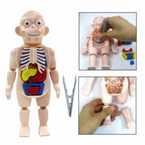Juego anatomía del cuerpo humano