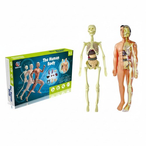 Esqueleto 3d Didáctico Anatomía Infantil Articulado Piezas