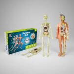 Esqueleto 3d Didáctico Anatomía Infantil Articulado Piezas - Imagen 2