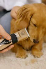 Set Completo Corta Pelo Para Perro Y Gato Mascotas Usb Negro Y Dorado - Imagen 2